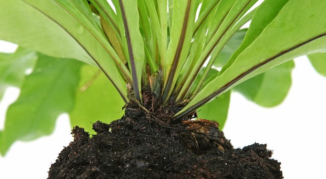 leafy greens roots in aquaponics grow bed nutrient uptake Ireland